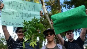 Cannabis: insisten desde Neuquén, Roca y Bariloche en que se sancione una nueva Ley de Drogas