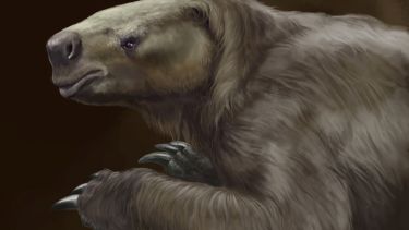 Conicet: descubrieron que una especie de perezosos evolucionó para sobrevivir a la intervención del hombre y evitar extinguirse