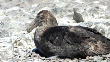 Es un planeador incansable que sobrevuela las aguas de la costa chubutense. (FOTOS: Gentileza)