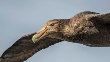 Petrel Gigante del Sur, una joya ecológica que habita el mar de Chubut  y que es Monumento Natural