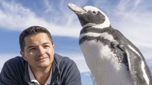 El impresionante viaje de los pingüinos en tiempo real: nadan 16.000 km por año desde la Patagonia