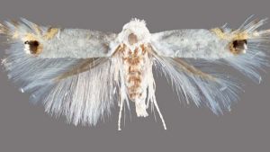 Un insecto que come hojas, una de las últimas plagas en la Patagonia que se detectó, pero que ya estaba en Chile