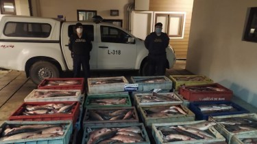 Recomiendan no consumir pescado de dudosa procedencia en Neuquén: las especiales razones
