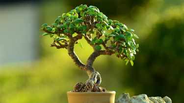 Árbol de Jade: cómo atraer buena energía y prosperidad con esta suculenta de fácil cuidado