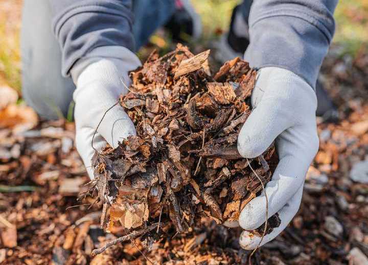 Además de mejorar la salud de tus plantas, reducís la cantidad de residuos orgánicos que van al basural. Es un gesto simple que ayuda a combatir el cambio climático y promueve una jardinería más sustentable.


