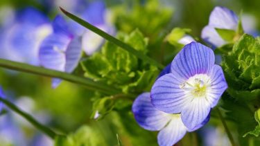Si buscás sumar color, vida y poco esfuerzo a tu jardín o balcón, esta planta puede ser una excelente primera elección.

