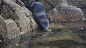 Plaga en Patagonia: cuál es el animal que no supera el kilo de peso pero se come a animales más grandes