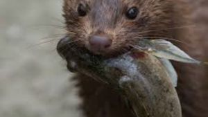 Plaga en la Patagonia: «No hay más remedio que la eutanasia para este animal exótico y agresivo»