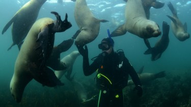 Después del salto de las gigantes: hay más experiencias únicas en Madryn para vacaciones de invierno