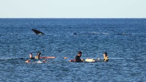 Video | Nadaban en Puerto Madryn y muy cerca de ellos, unas ballenas los acompañaban