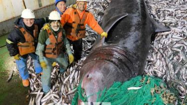 Un buque pesquero capturó un tiburón de 9 metros en Chubut y causó revuelo en las redes: temen que haya muerto