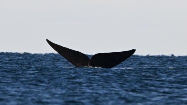 Video: reviví el espectáculo de las ballenas este jueves desde El Doradillo con Diario RÍO NEGRO