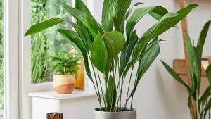 Cinco plantas de interior que no se mueren con la calefacción ni con poca luz