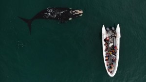 Las Grutas en vacaciones de invierno: desde cuando ir a ver ballenas o bucear en barcos sumergidos