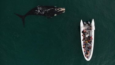 Las Grutas en vacaciones de invierno: desde cuando ir a ver ballenas o bucear en barcos sumergidos