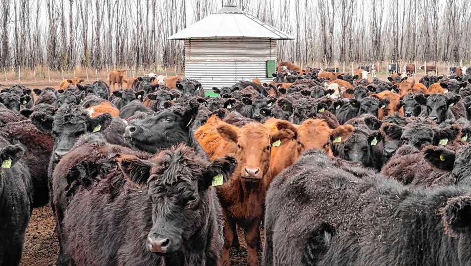 Boom de la ganadería en el mundo, Foto: archivo Cecilia Maletti.