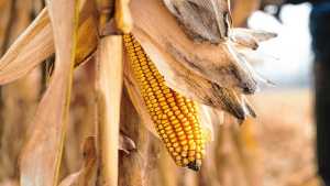 200 quintales de maíz por hectárea: en Río Negro el gran potencial agrícola es alcanzable