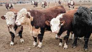 Ganadería bovina en Río Negro: el Gobierno dio créditos por más de $1.000 millones en 2025