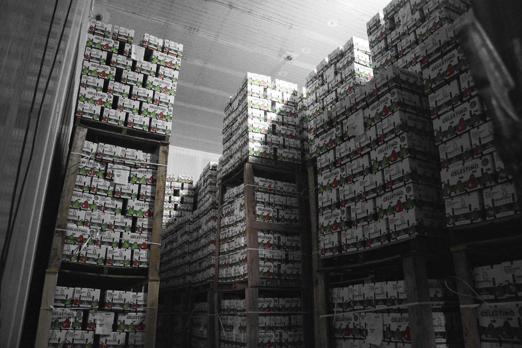 Cajas de peras y manzanas, almacenadas en un frigorífico de Chichinales, localidad del norte de la Patagonia. Foto: archivo Juan Thomes.