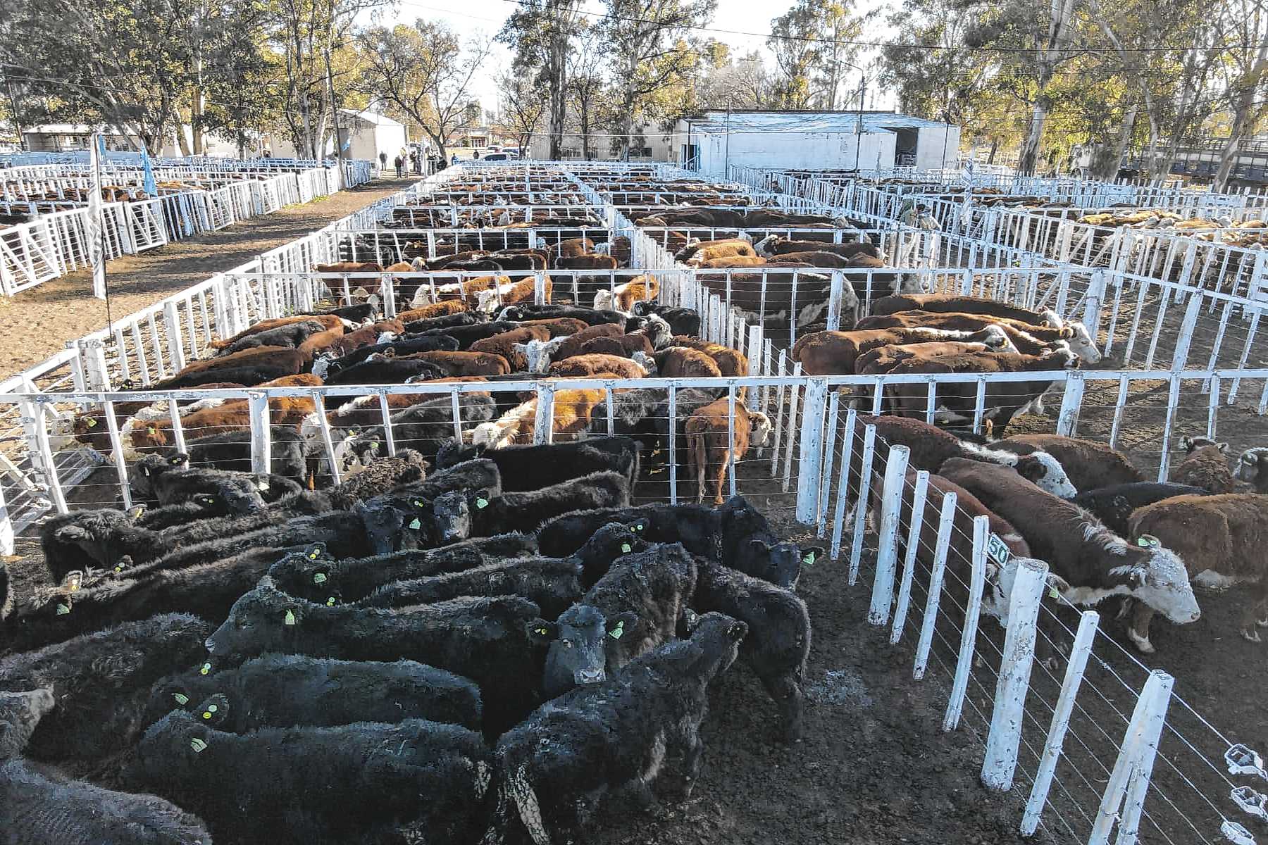 Mirá los últimos precios de remates de hacienda en la región - Diario ...