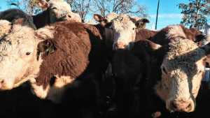 Remates de hacienda de LM Consignataria: los precios de algunos lotes puntuales ya tocan los $5.000 por kilo