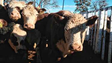 El kilo de ternero alcanzó un tope de $6.950 en remate virtual donde se vendieron casi 1.300 animales