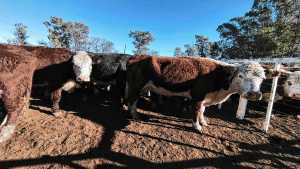 Información clave sobre índices de vegetación, monitoreo del ganado y precipitaciones en la Patagonia