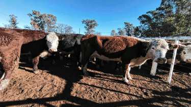 Información clave sobre índices de vegetación, monitoreo del ganado y precipitaciones en la Patagonia