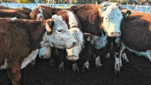 El resumen estadístico de la semana: precios de hacienda, soja, trigo, maíz y lo que sigue en la agenda rural