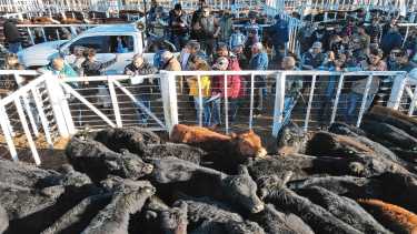 Mirá los resultados del remate de Lesiuk Hnos. realizado en General Conesa