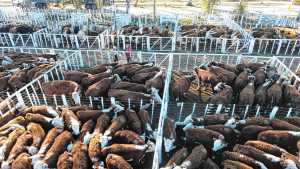 Mirá los últimos precios de remates de hacienda en la región