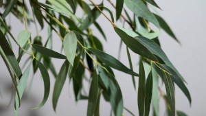¿Tenes eucalipto en casa? El mejor lugar para tenerlo si necesitás claridad mental, según el Feng Shui 