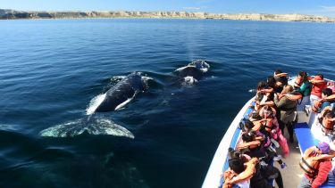 Temporada de ballenas en Puerto Madryn: actividades, precios y fechas que no te podés perder