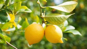 Tener un limonero es un verdadero tesoro: por qué el limón es un aliado infalible de la cocina