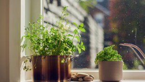 El mejor lugar para poner las hojas de menta en tu casa y atraer la suerte, según el Feng Shui 