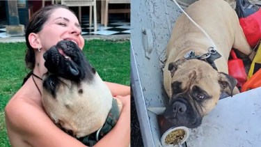 Perro de la China Suárez.