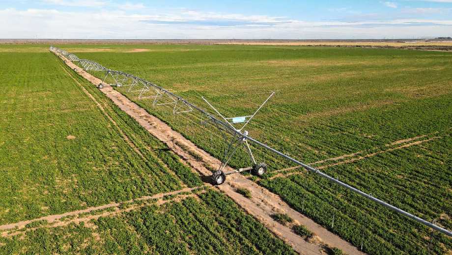 La firma española Nafosa vendió su filial Agrónica SA, la principal productora de alfalfa de la Patagonia. (Foto: archivo Juan Thomes)