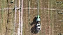 Imagen de Más de 1.000 hectáreas: conocé a la mayor productora de alfalfa de la Patagonia