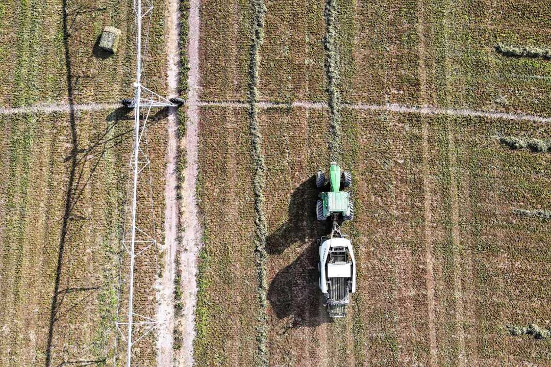 Rindes de hasta 18.000 kilos de materia seca de alfalfa en Río Negro. Foto: Juan Thomes.