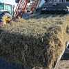 Imagen de "La reina de las pasturas": se duplicaron las exportaciones argentinas de un cultivo forrajero y podrían llegar a 190.000 toneladas en 2026