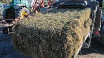 Imagen de «La reina de las pasturas»: se duplicaron las exportaciones argentinas de un cultivo forrajero y podrían llegar a 190.000 toneladas en 2026