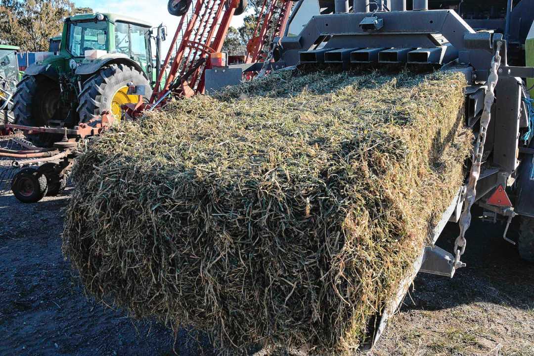 Megafardo de alfalfa para exportación, producido en la Patagonia.