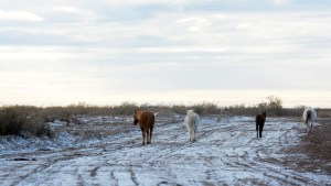 Sorpresiva alerta por nieve en Mendoza, ¿zafó Neuquén?: las zonas afectadas por la ola polar este domingo