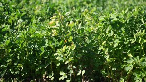 ¿Cuánto cuesta hacer una hectárea de alfalfa y de remolacha forrajera en Río Negro?