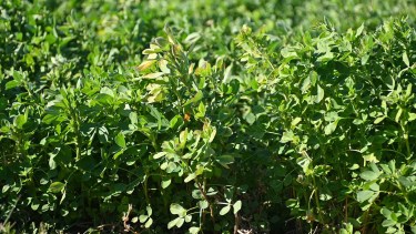 ¿Cuánto cuesta hacer una hectárea de alfalfa y de remolacha forrajera en Río Negro?