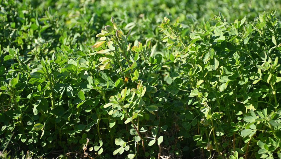 Alfalfa en Río Negro. Foto: archivo Florencia Salto.