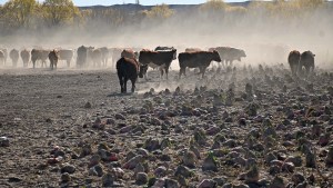 «Hace más daño que el puma»: la silenciosa problemática que suma preocupación en el campo de Neuquén