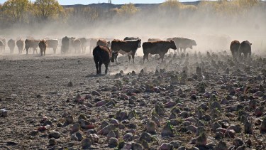 «Hace más daño que el puma»: la silenciosa problemática que suma preocupación en el campo de Neuquén