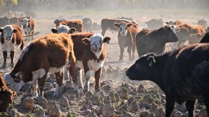 «Un desastre» para las exportaciones: el planteo de la Sociedad Rural de Neuquén por la flexibilización de la barrera sanitaria