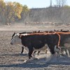 Imagen de Tras un abril con poca lluvia, esta semana podría marcar un cambio de tendencia para la ganadería del este de Río Negro